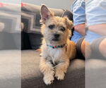 Small #1 Mutt