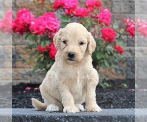 Goldendoodle-Poodle (Standard) Mix Puppy for sale in HONEY BROOK, PA, USA