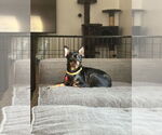 Small Chihuahua Mix