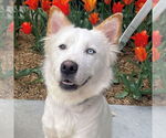 Small #1 Siberian Husky Mix