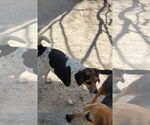 Small #1 Beagle