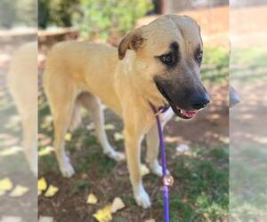 Anatolian Shepherd Dogs for adoption in Sacramento, CA, USA