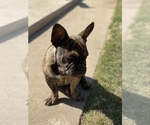 Small Photo #2 French Bulldog Puppy For Sale in SAN BERNARDINO, CA, USA