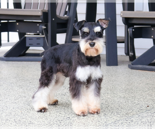 Medium Photo #1 Schnauzer (Miniature) Puppy For Sale in SYRACUSE, IN, USA