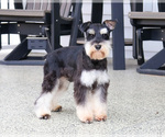 Small Photo #1 Schnauzer (Miniature) Puppy For Sale in SYRACUSE, IN, USA