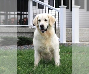 Mother of the English Cream Golden Retriever puppies born on 09/21/2025