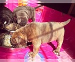 Small Photo #9 Olde English Bulldogge Puppy For Sale in KANSAS CITY, MO, USA