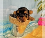 Small #15 Morkie