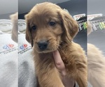Small Photo #3 Golden Retriever Puppy For Sale in SUFFOLK, VA, USA