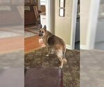 Small #6 German Shepherd Dog