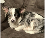 Small Photo #1 Chiweenie Puppy For Sale in BURLINGTON TOWNSHIP, PA, USA