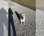 Small #1 Labrador Retriever Mix