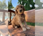 Puppy 5 Goldendoodle