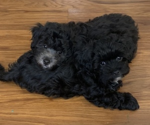 Poochin Puppy for sale in OZARK, MO, USA