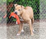 Small #1 American Pit Bull Terrier