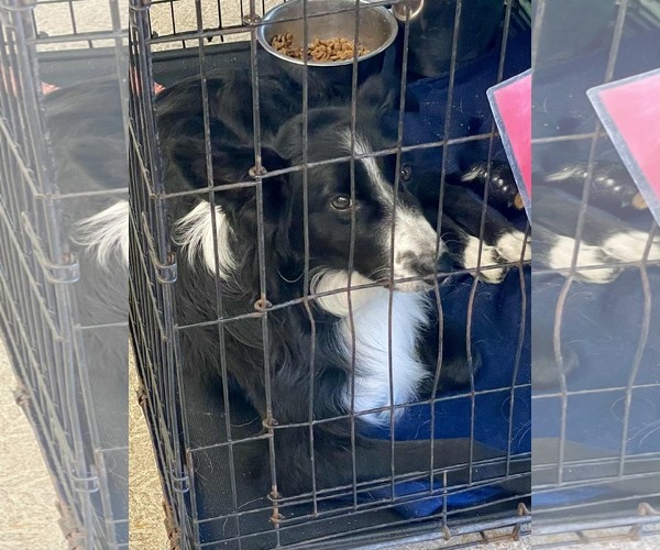 Medium Photo #5 Border Collie Puppy For Sale in Highland, IL, USA