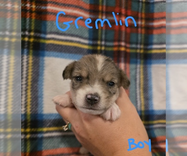 Medium Photo #7 Chizer Puppy For Sale in MONTEZUMA, GA, USA