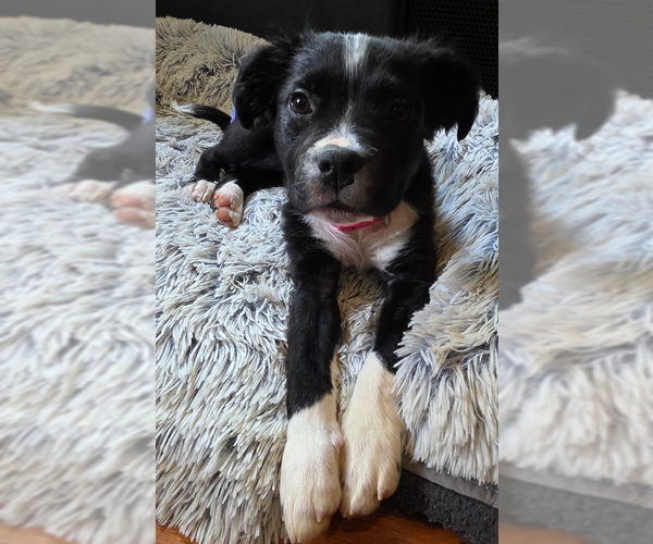 Medium Photo #1 Mutt Puppy For Sale in Raleigh, NC, USA