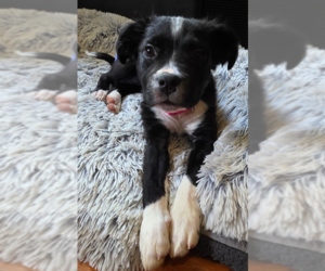 Mutt Dogs for adoption in Raleigh, NC, USA