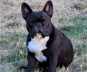 French Bulldog Puppy for sale in SPRINGFIELD, OR, USA