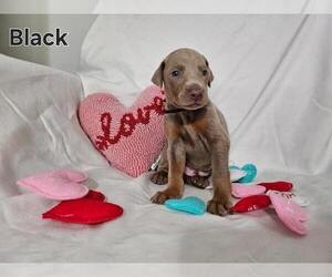 Doberman Pinscher Puppy for sale in CLINTON, OH, USA