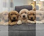 Small #6 Golden Retriever