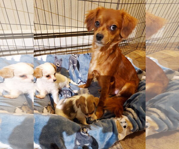 Medium Photo #3 Chilier Puppy For Sale in Sequim, WA, USA