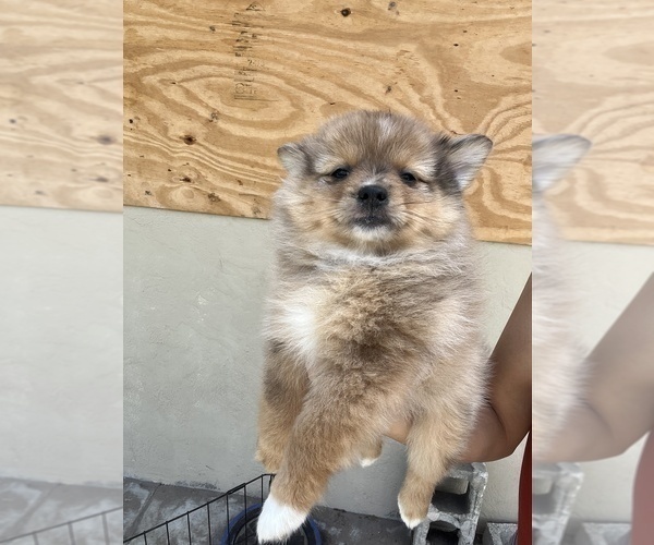 Medium Photo #4 Pomeranian Puppy For Sale in DE LEON SPRINGS, FL, USA
