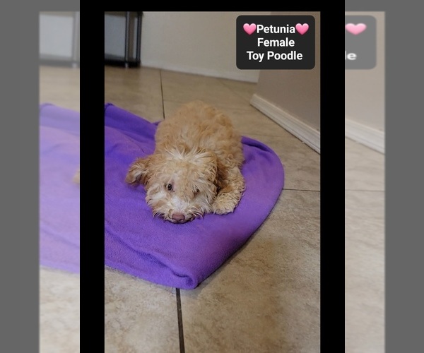 Medium Photo #3 Poodle (Toy) Puppy For Sale in TUCSON, AZ, USA