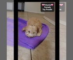 Small #2 Poodle (Toy)