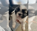 Small Photo #4 Shih Tzu Puppy For Sale in KERMAN, CA, USA
