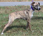 Small #3 Feist Terrier Mix