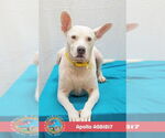 Small #1 Bull Terrier Mix