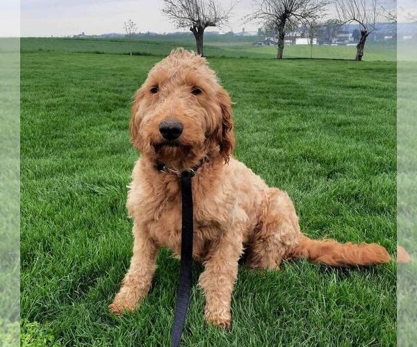 Medium Photo #1 Goldendoodle Puppy For Sale in NARVON, PA, USA