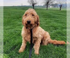Mother of the Goldendoodle puppies born on 03/26/2025