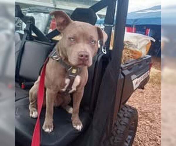 Medium Photo #4 American Pit Bull Terrier Puppy For Sale in Pacific grove , CA, USA