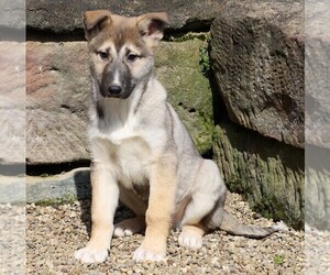 German Shepherd Dog-Siberian Husky Mix Puppy for sale in FREDERICKSBG, OH, USA