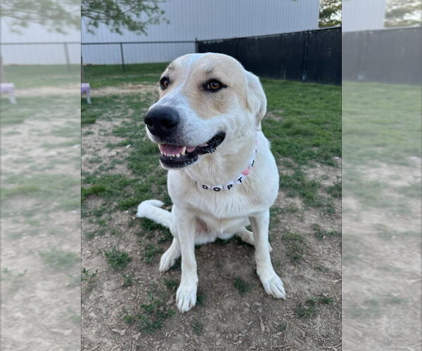 Medium Photo #2 Great Pyrenees-Unknown Mix Puppy For Sale in Evansville, IN, USA