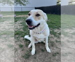 Small #1 Great Pyrenees Mix