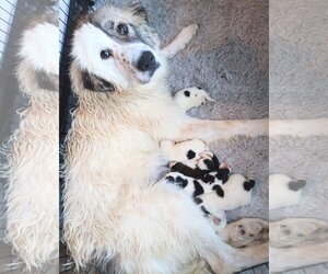 Anatolian Pyrenees Dogs for adoption in Holly Springs, NC, USA