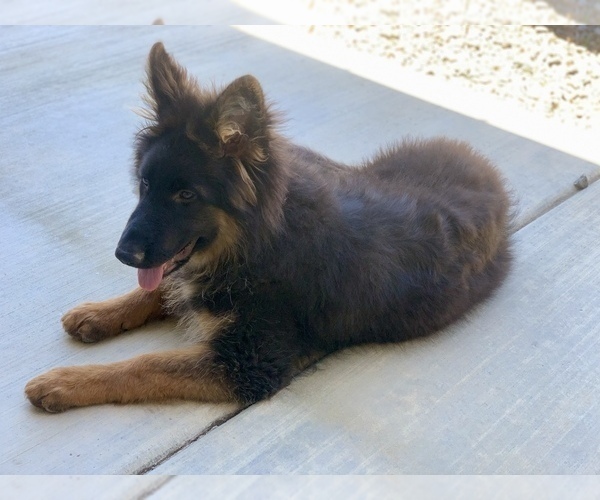 Medium Photo #19 German Shepherd Dog Puppy For Sale in PINON HILLS, CA, USA