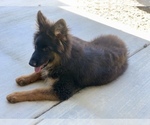 Small #18 German Shepherd Dog