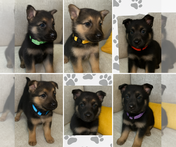 Medium Photo #1 German Shepherd Dog Puppy For Sale in BYRAM, MS, USA