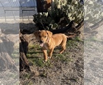 Small Photo #72 Rhodesian Ridgeback Puppy For Sale in MORONGO VALLEY, CA, USA