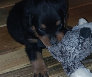 Rottweiler Puppy for sale in OLD HICKORY, AR, USA