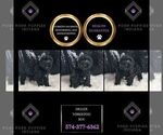 Small Photo #56 YorkiePoo Puppy For Sale in WARSAW, IN, USA