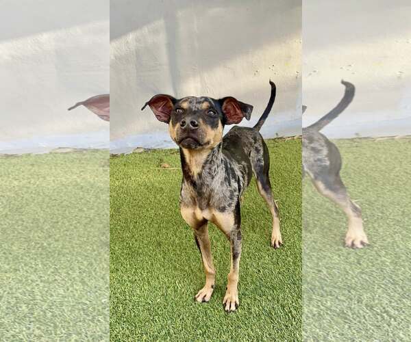 Medium Photo #5 Miniature Pinscher Puppy For Sale in Pompano Beach , FL, USA