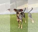 Small #4 Miniature Pinscher