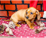 Small #4 Dachshund