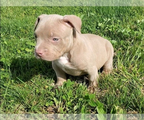 Medium Photo #3 American Bully Puppy For Sale in WEST MILTON, OH, USA
